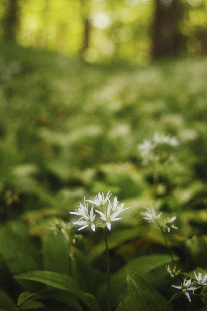 ELLIKER - Wild Garlic Plant